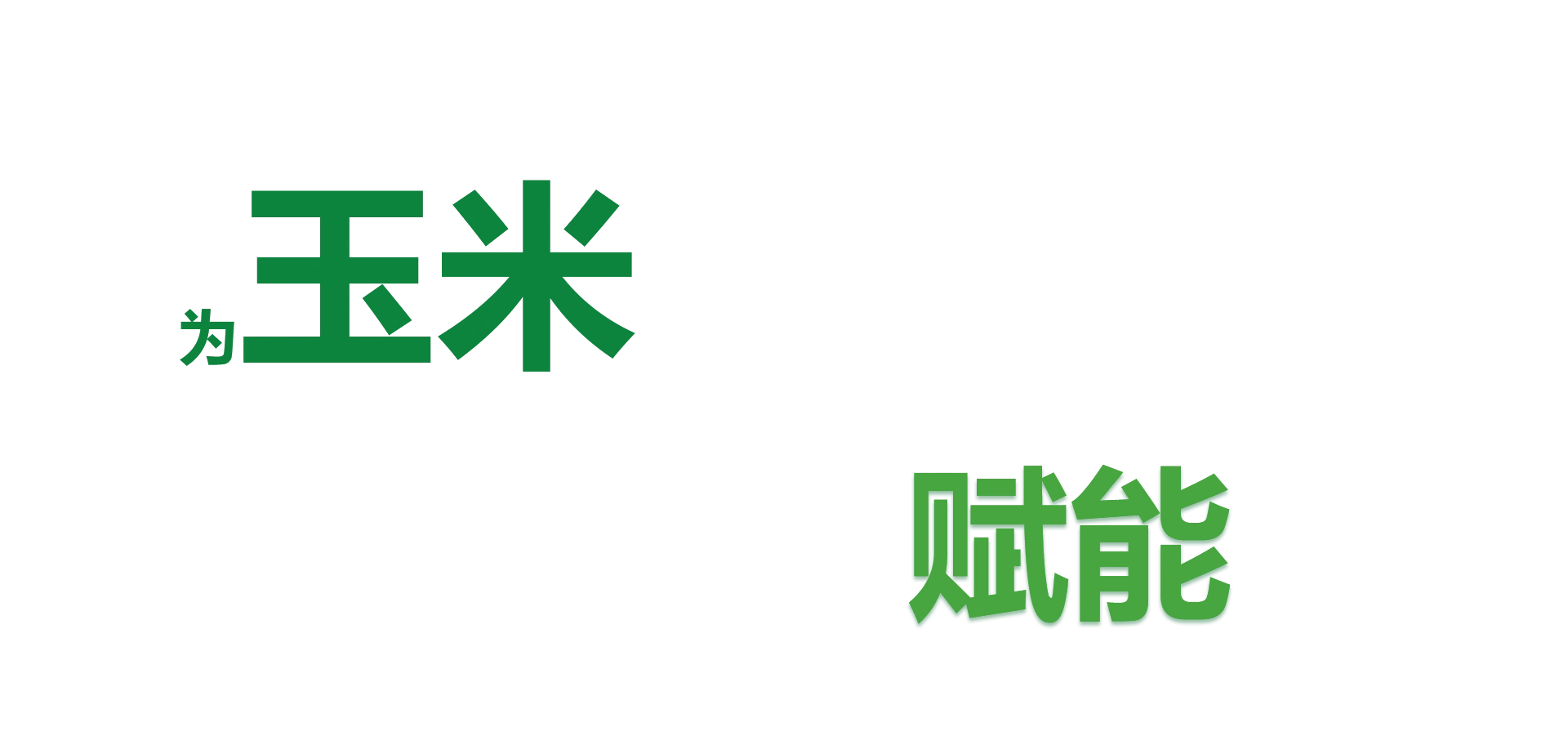玉米